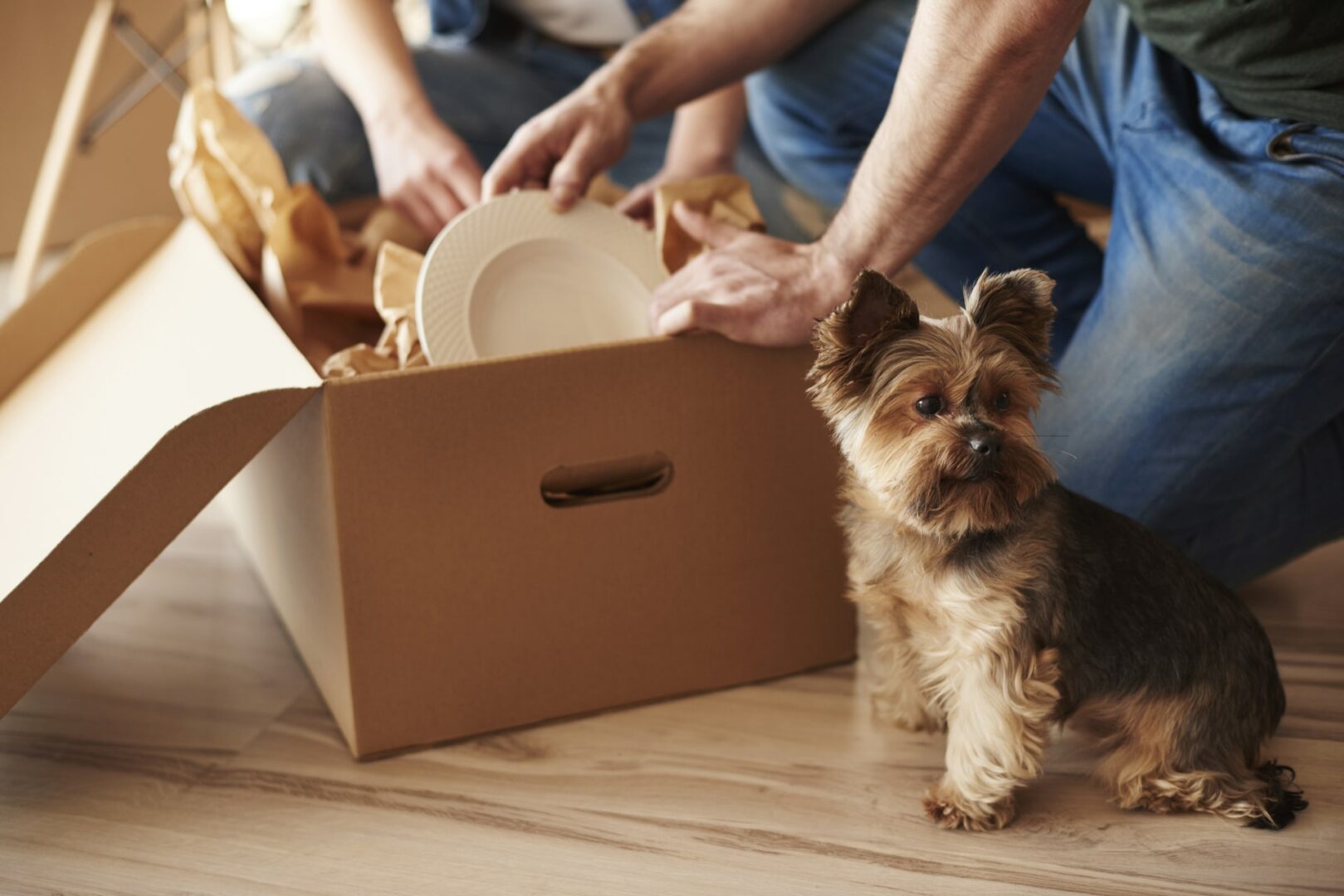 How to Prevent Your Dog from Getting Stressed when Moving in Dallas TX