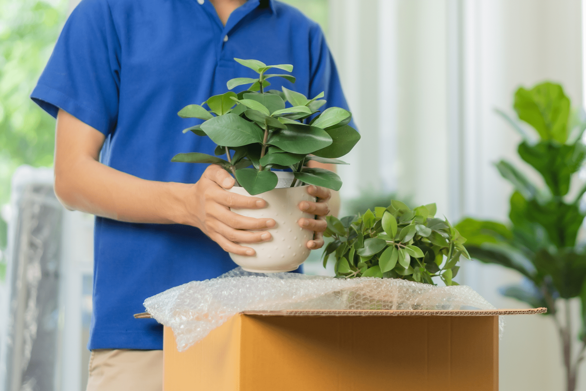 Man lifting houseplant out of box