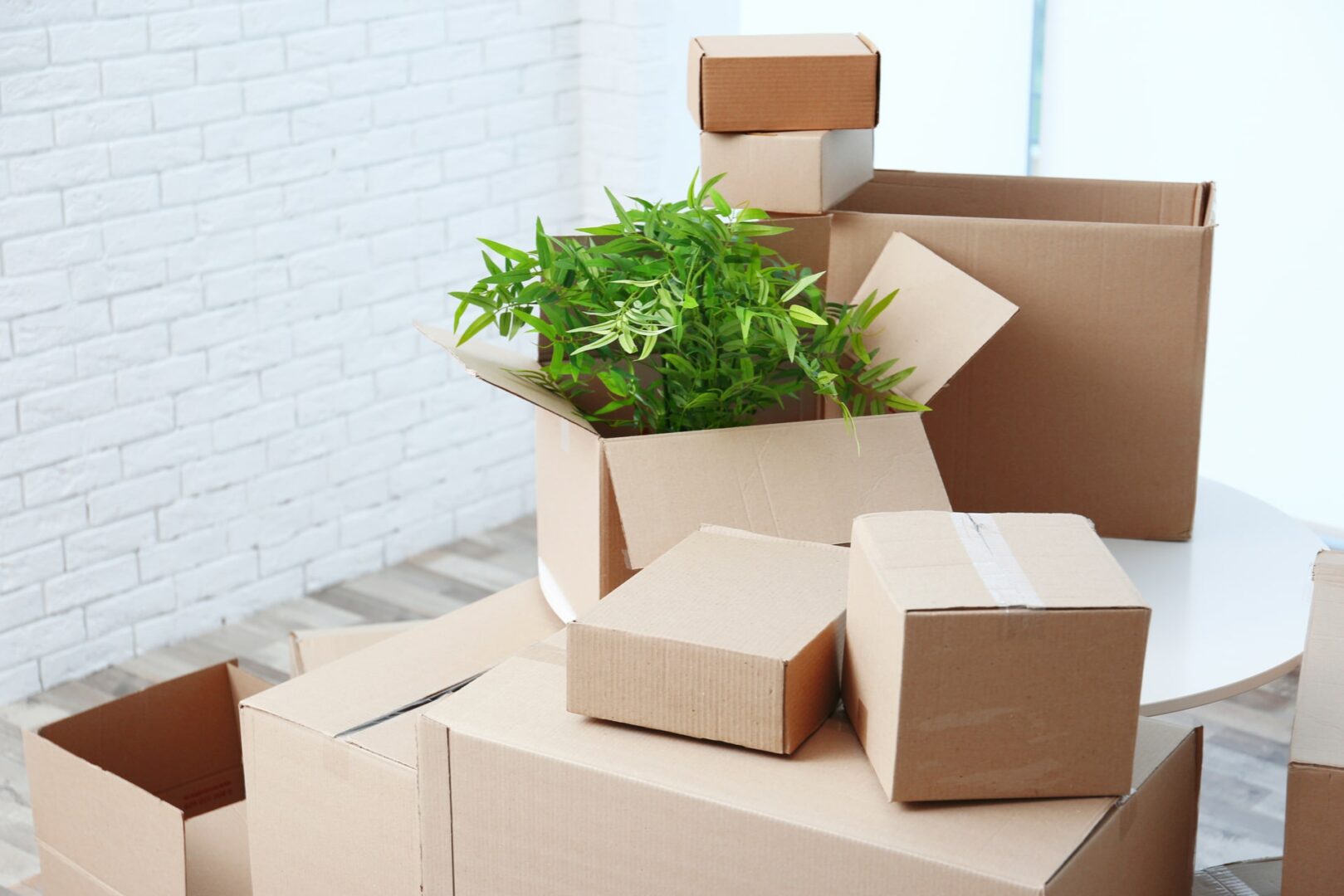Tips to Moving Your Plants